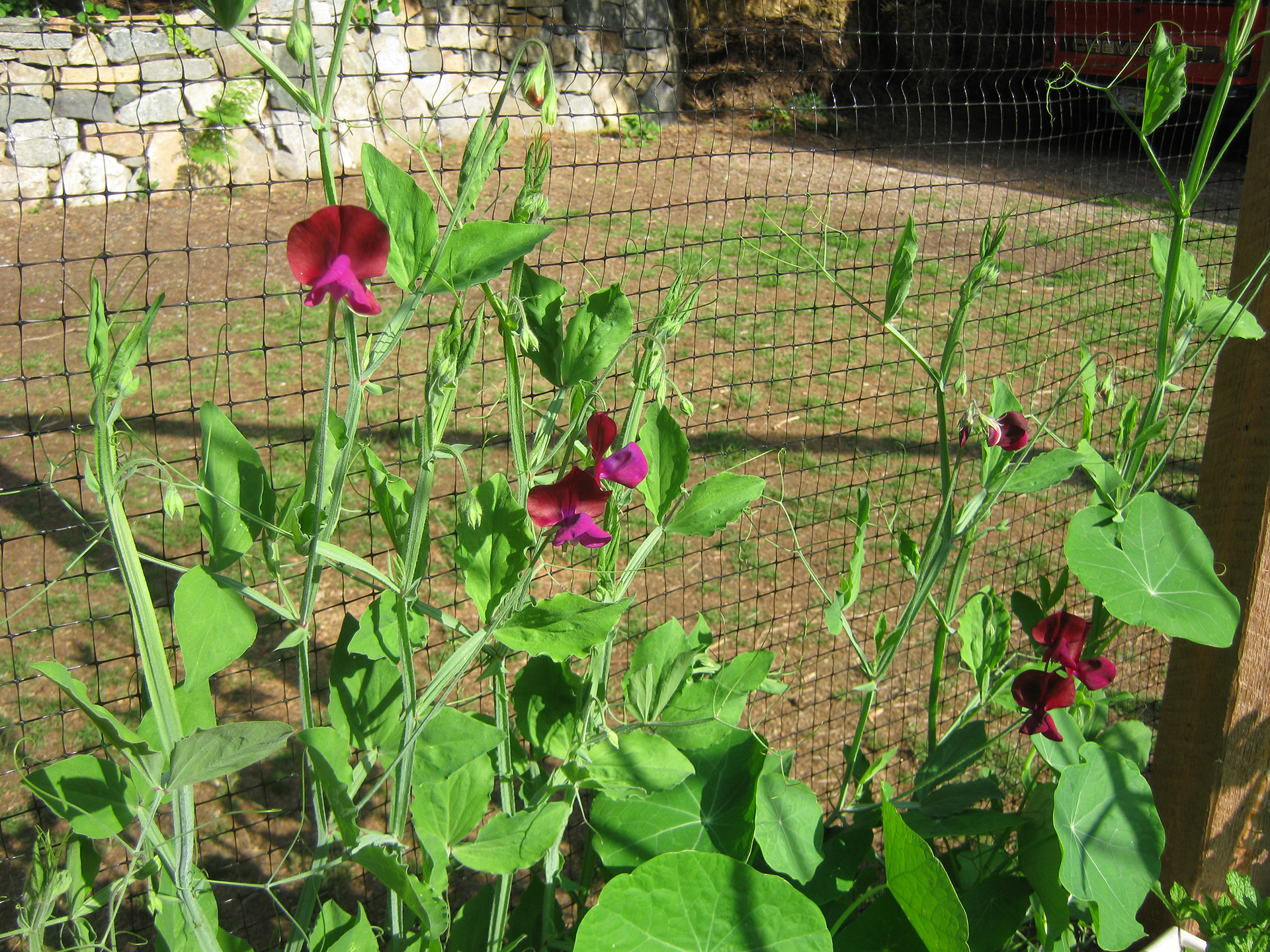 natural pest control for the garden