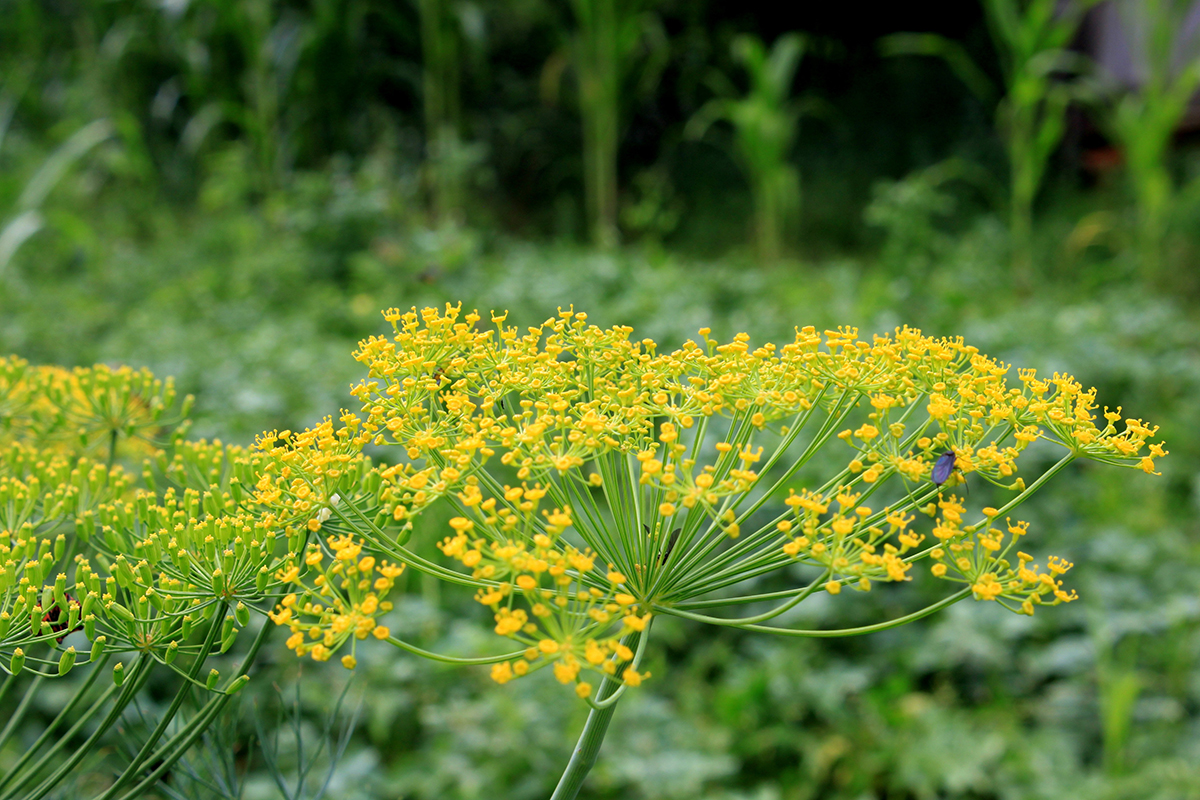 Dill in flower