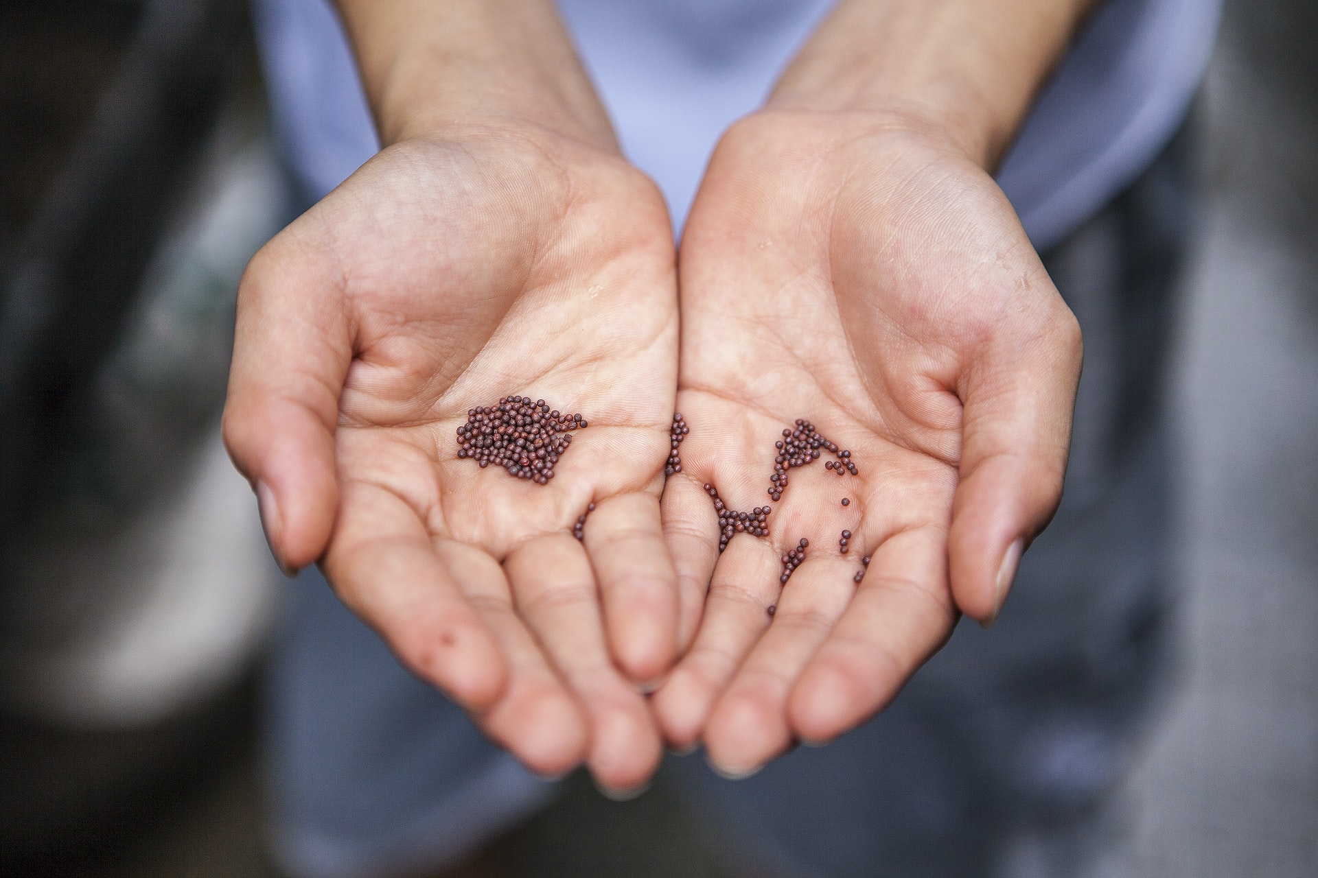 seed saving - hands holding seeds