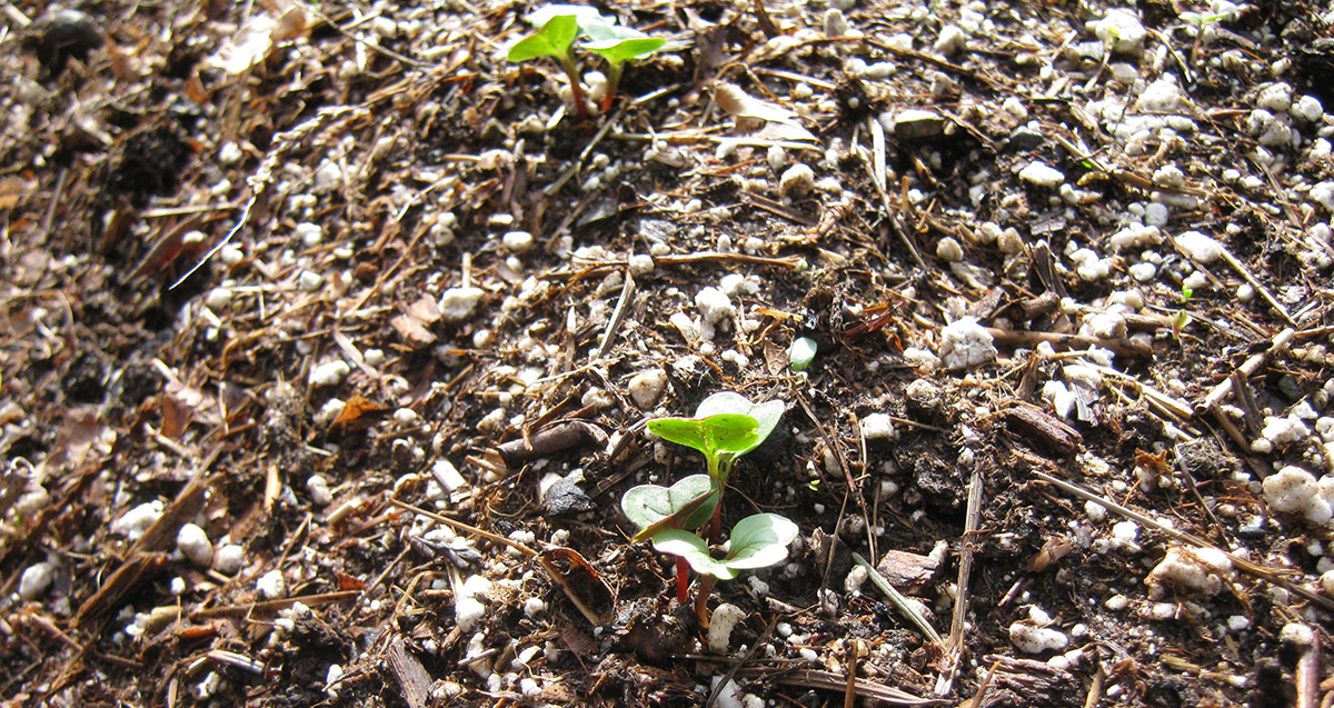 Radish seedlings