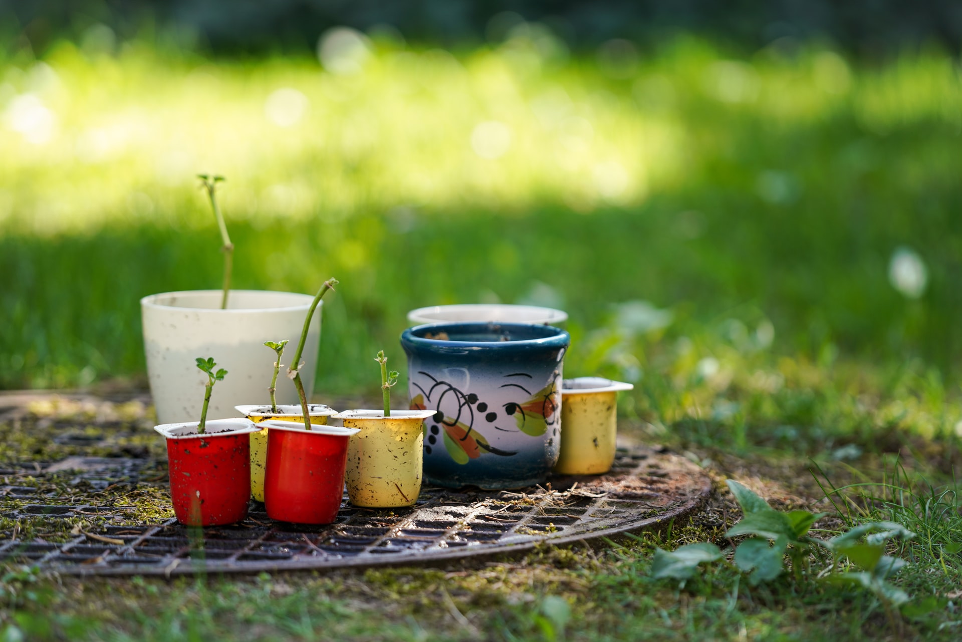 A variety of unconventional seed starting containers